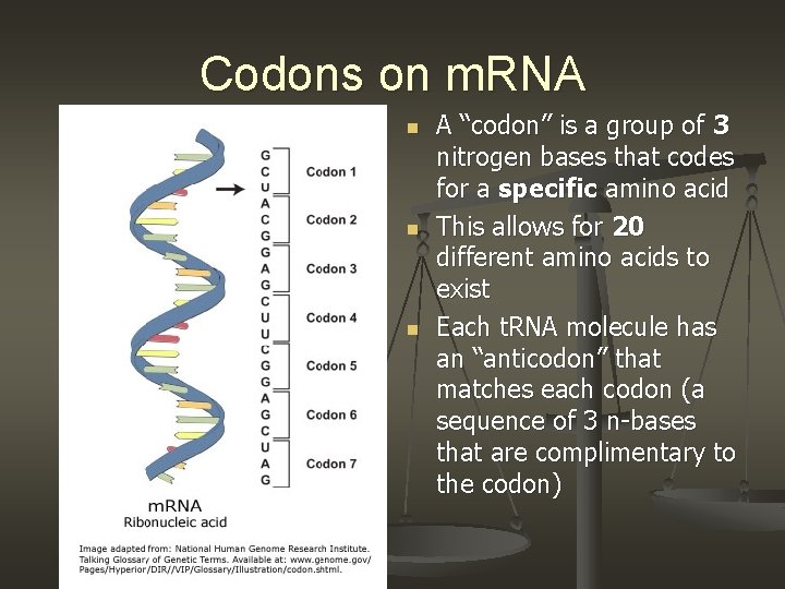 Codons on m. RNA n n n A “codon” is a group of 3