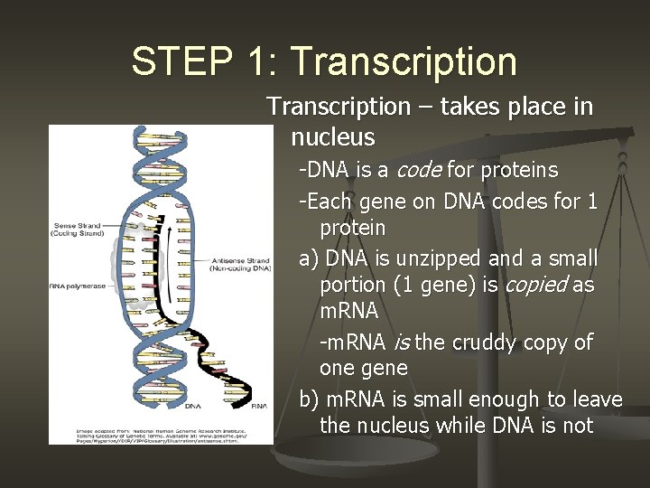 STEP 1: Transcription – takes place in nucleus -DNA is a code for proteins