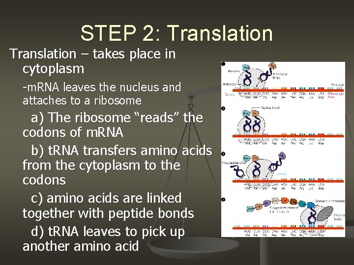 STEP 2: Translation – takes place in cytoplasm -m. RNA leaves the nucleus and