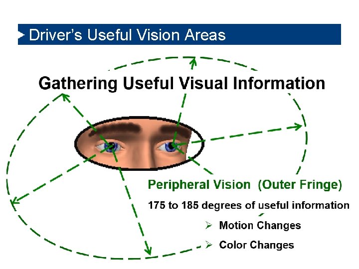 Driver’s Useful Vision Areas 6/8/2021 13 