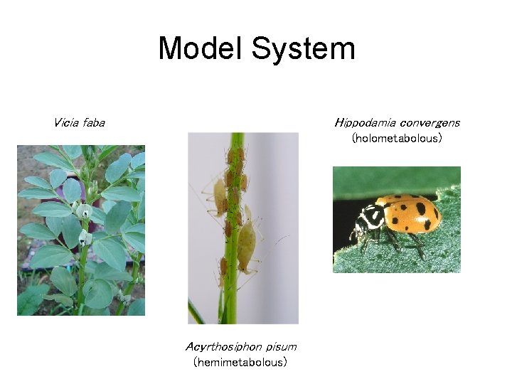 Model System Vicia faba Hippodamia convergens (holometabolous) Acyrthosiphon pisum (hemimetabolous) 