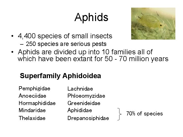 Aphids • 4, 400 species of small insects – 250 species are serious pests