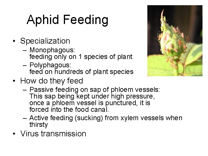 Aphid Feeding • Specialization – Monophagous: feeding only on 1 species of plant –