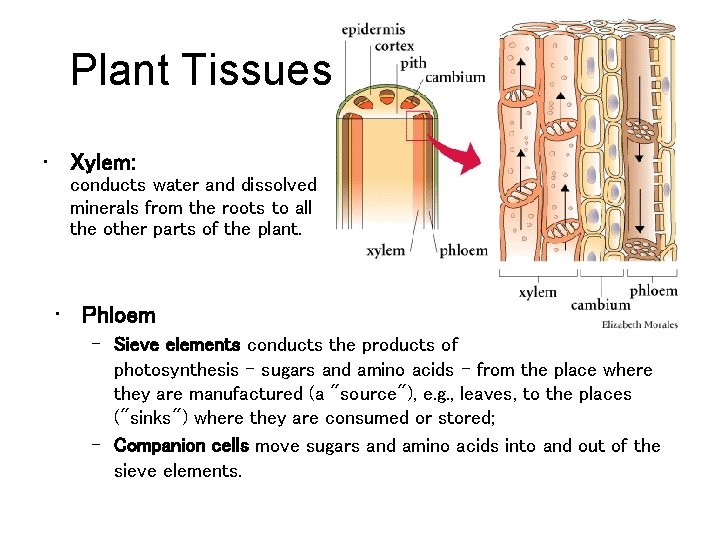 Plant Tissues • Xylem: conducts water and dissolved minerals from the roots to all
