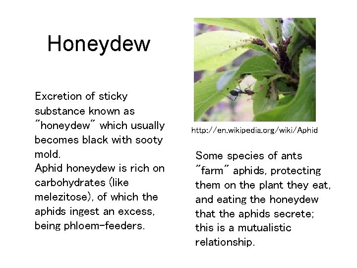 Honeydew Excretion of sticky substance known as "honeydew" which usually becomes black with sooty