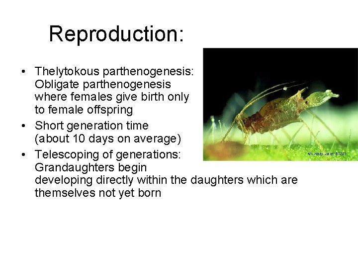 Reproduction: • Thelytokous parthenogenesis: Obligate parthenogenesis where females give birth only to female offspring