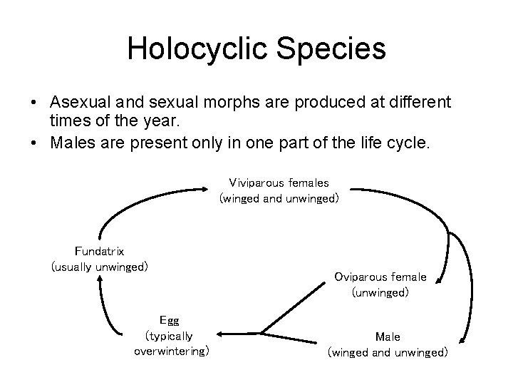 Holocyclic Species • Asexual and sexual morphs are produced at different times of the