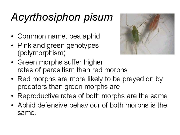 Acyrthosiphon pisum • Common name: pea aphid • Pink and green genotypes (polymorphism) •