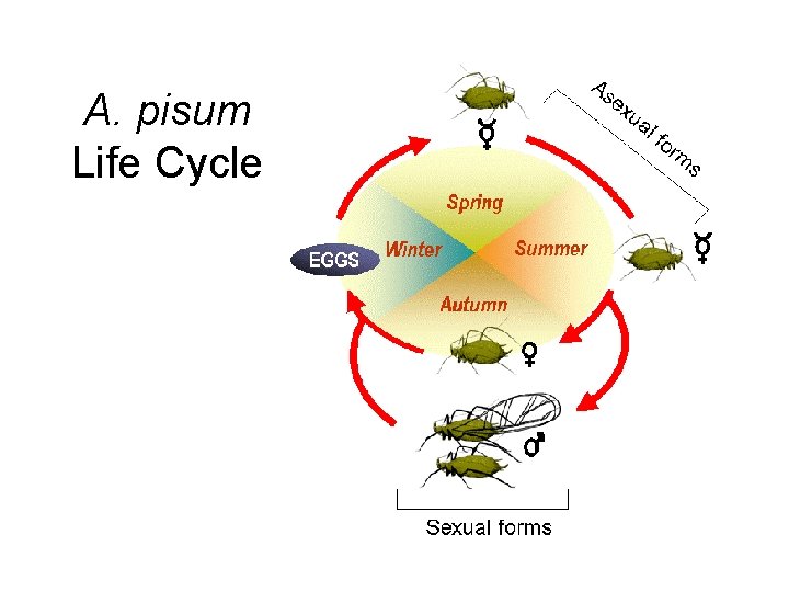 A. pisum Life Cycle 