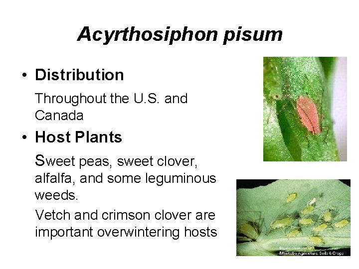 Acyrthosiphon pisum • Distribution Throughout the U. S. and Canada • Host Plants Sweet