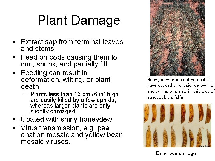 Plant Damage • Extract sap from terminal leaves and stems • Feed on pods