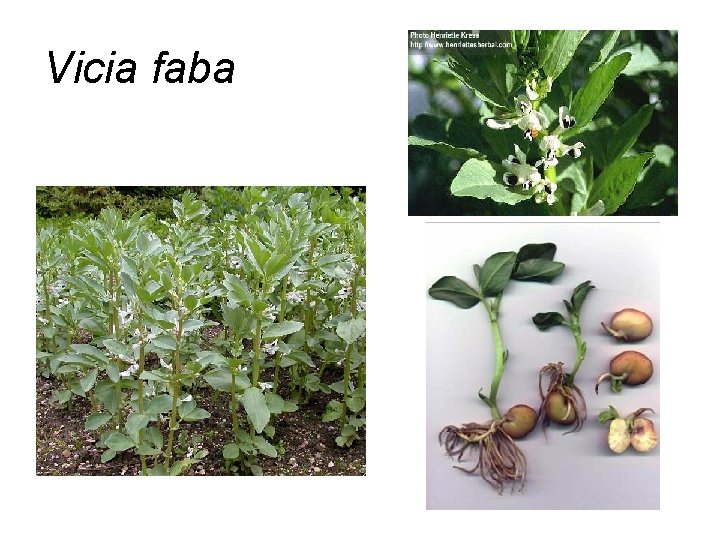 Vicia faba 