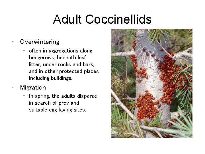 Adult Coccinellids • Overwintering – often in aggregations along hedgerows, beneath leaf litter, under