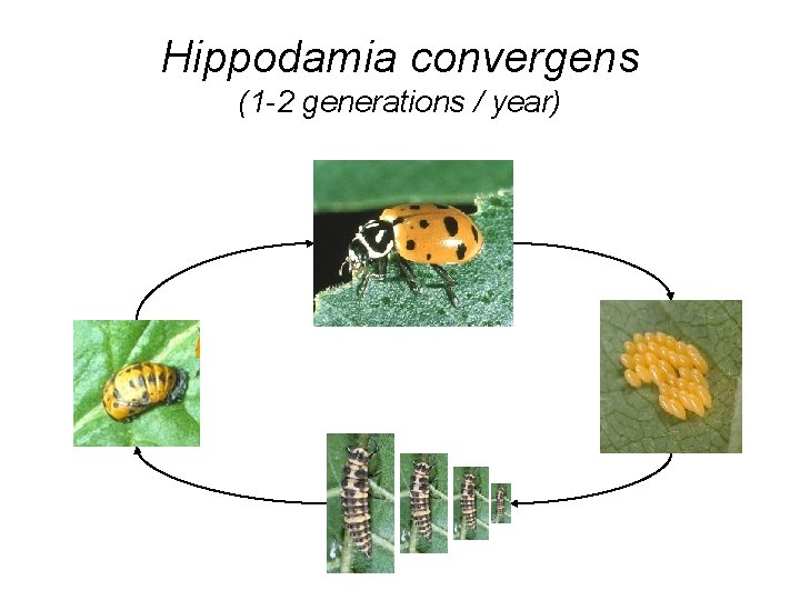 Hippodamia convergens (1 -2 generations / year) 
