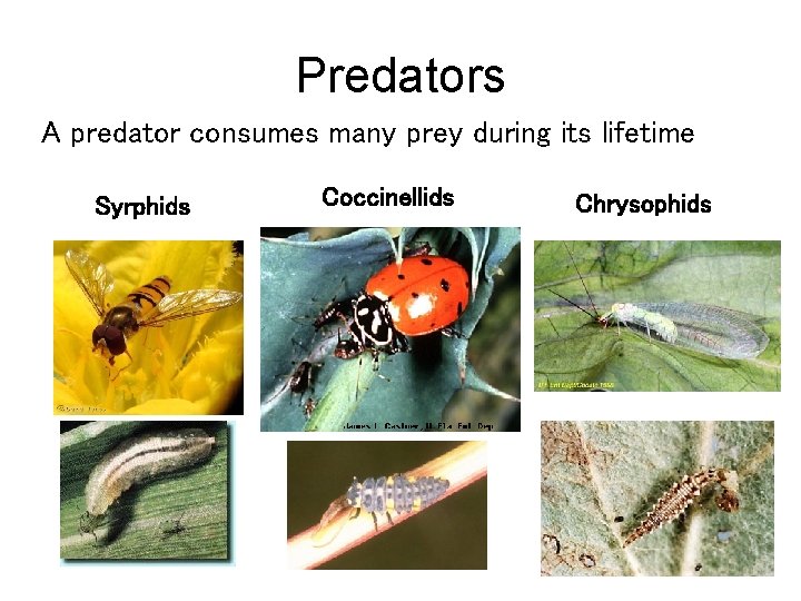 Predators A predator consumes many prey during its lifetime Syrphids Coccinellids Chrysophids 