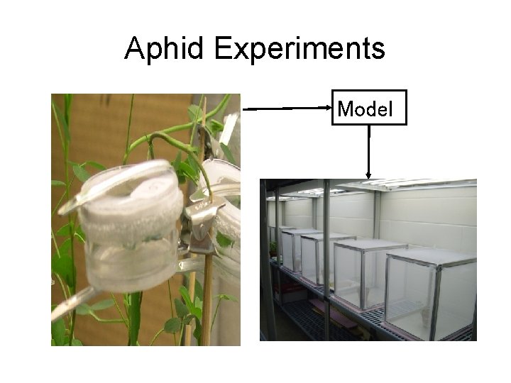 Aphid Experiments Model 