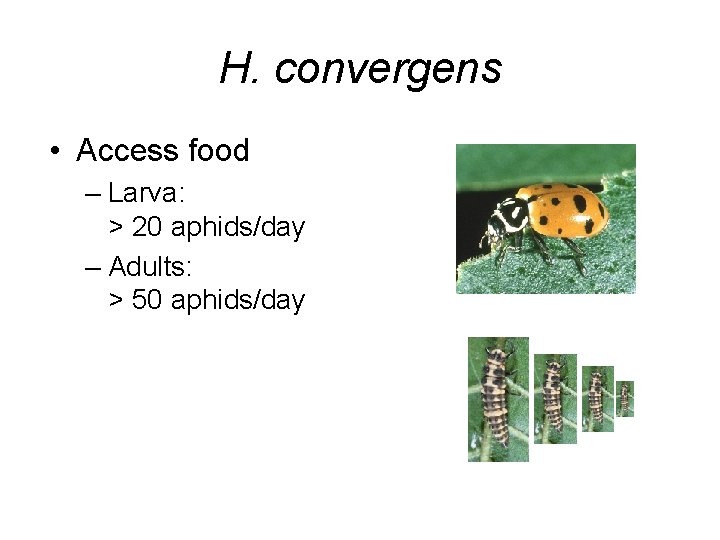 H. convergens • Access food – Larva: > 20 aphids/day – Adults: > 50