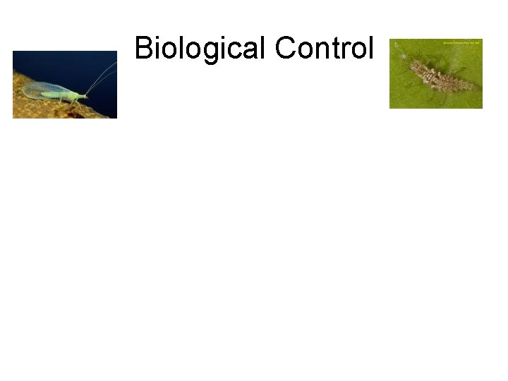 Biological Control 