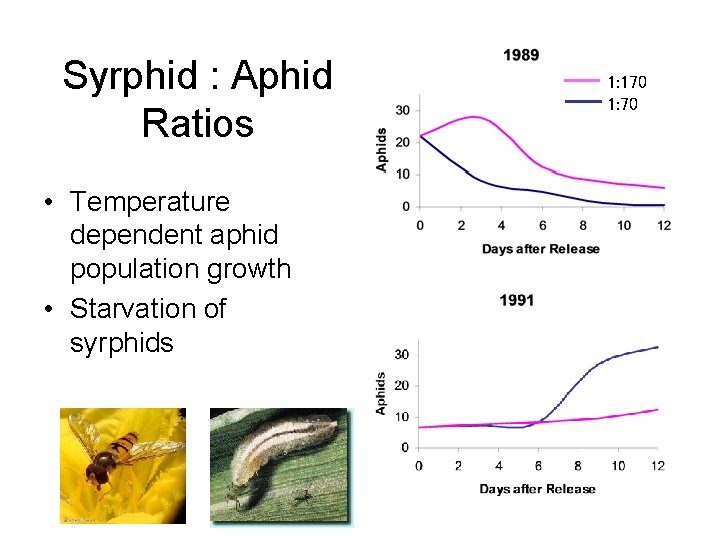 Syrphid : Aphid Ratios • Temperature dependent aphid population growth • Starvation of syrphids