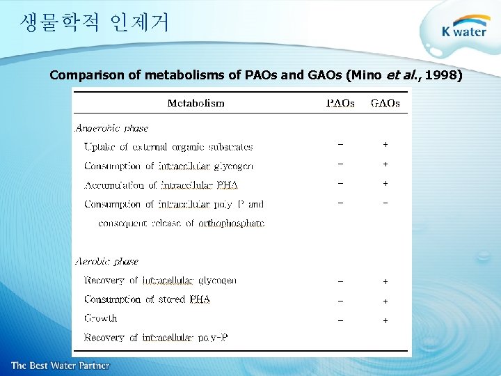 생물학적 인제거 Comparison of metabolisms of PAOs and GAOs (Mino et al. , 1998)