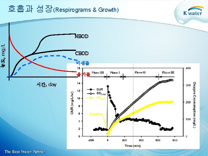 호흡과 성장(Respirograms & Growth) 농도, mg/L NBOD CBOD 미생물 유기물 시간, day 