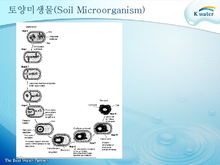 토양미생물(Soil Microorganism) 