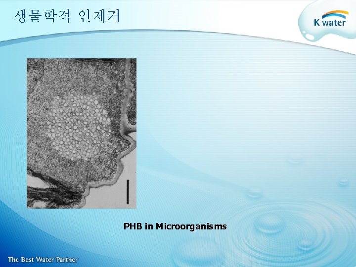 생물학적 인제거 PHB in Microorganisms 