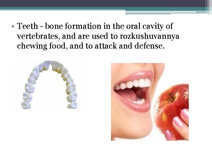  • Teeth - bone formation in the oral cavity of vertebrates, and are