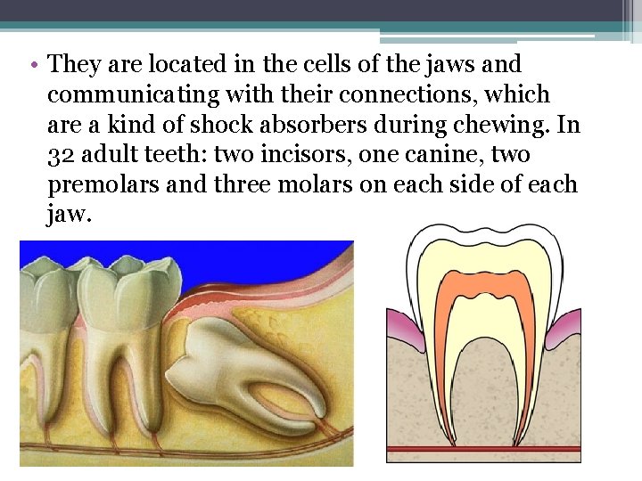  • They are located in the cells of the jaws and communicating with