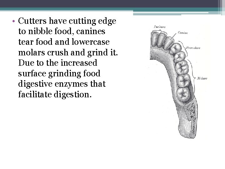  • Cutters have cutting edge to nibble food, canines tear food and lowercase