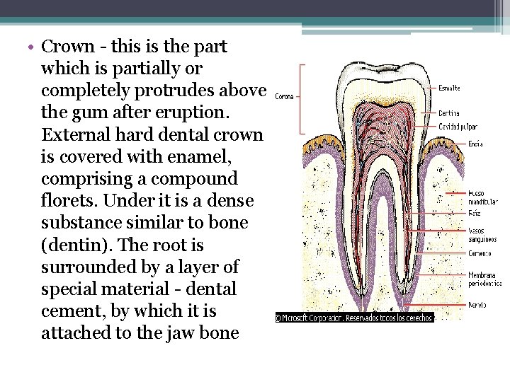  • Crown - this is the part which is partially or completely protrudes