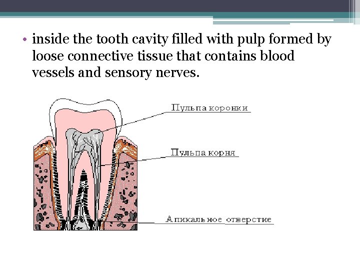  • inside the tooth cavity filled with pulp formed by loose connective tissue