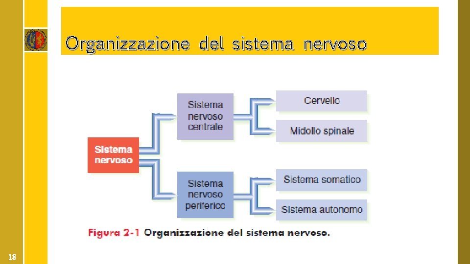 Organizzazione del sistema nervoso 18 