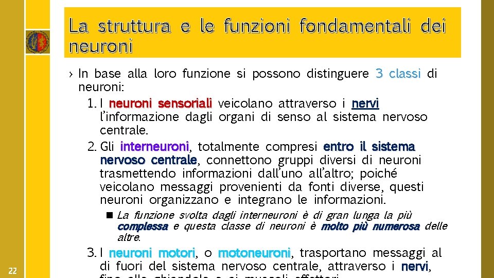 La struttura e le funzioni fondamentali dei neuroni › In base alla loro funzione