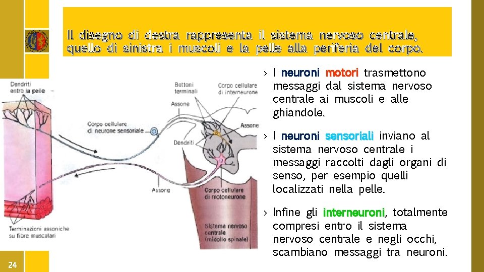 Il disegno di destra rappresenta il sistema nervoso centrale, quello di sinistra i muscoli