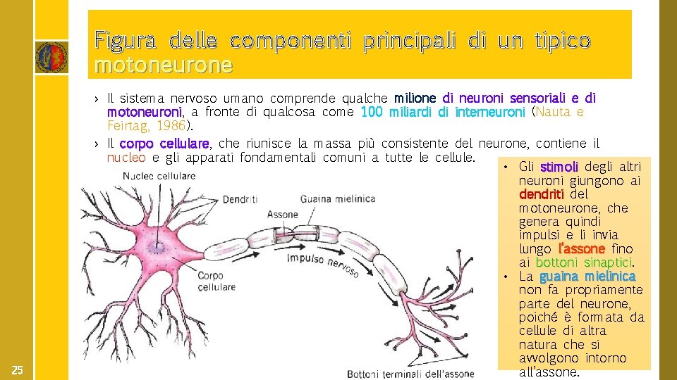Figura delle componenti principali di un tipico motoneurone 25 › Il sistema nervoso umano