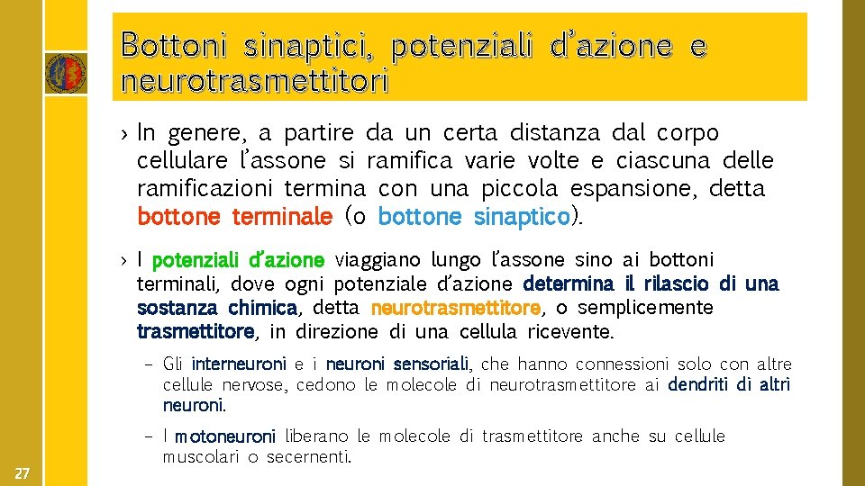 Bottoni sinaptici, potenziali d’azione e neurotrasmettitori › In genere, a partire da un certa