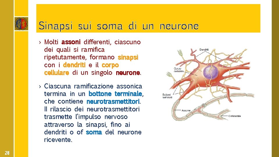 Sinapsi sui soma di un neurone › Molti assoni differenti, ciascuno dei quali si