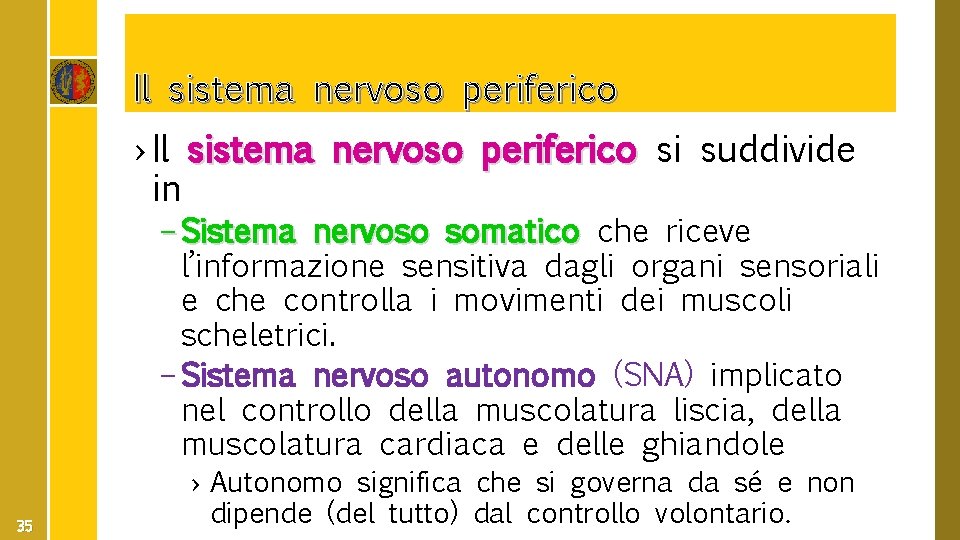 Il sistema nervoso periferico › Il sistema nervoso periferico si suddivide in – Sistema