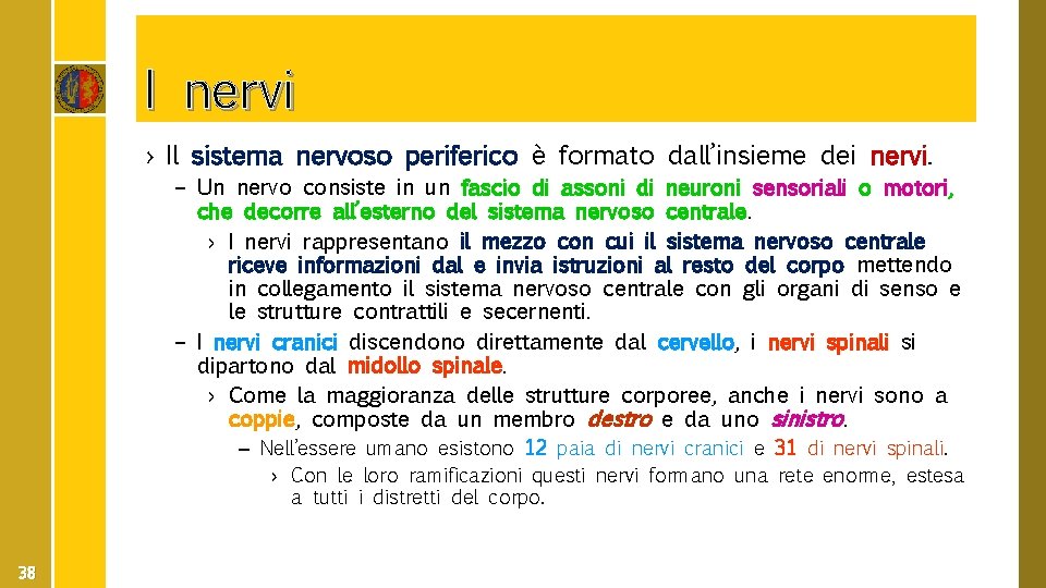 I nervi › Il sistema nervoso periferico è formato dall’insieme dei nervi. – Un