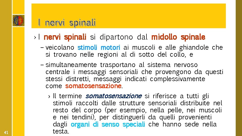 I nervi spinali › I nervi spinali si dipartono dal midollo spinale – veicolano