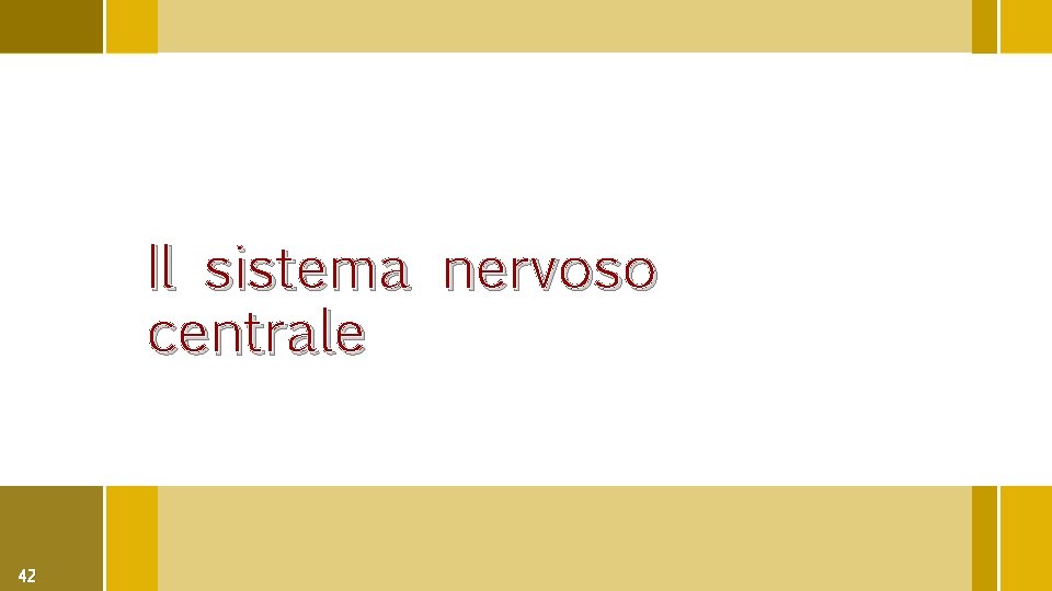 Il sistema nervoso centrale 42 