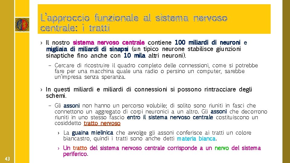 L’approccio funzionale al sistema nervoso centrale: i tratti › Il nostro sistema nervoso centrale