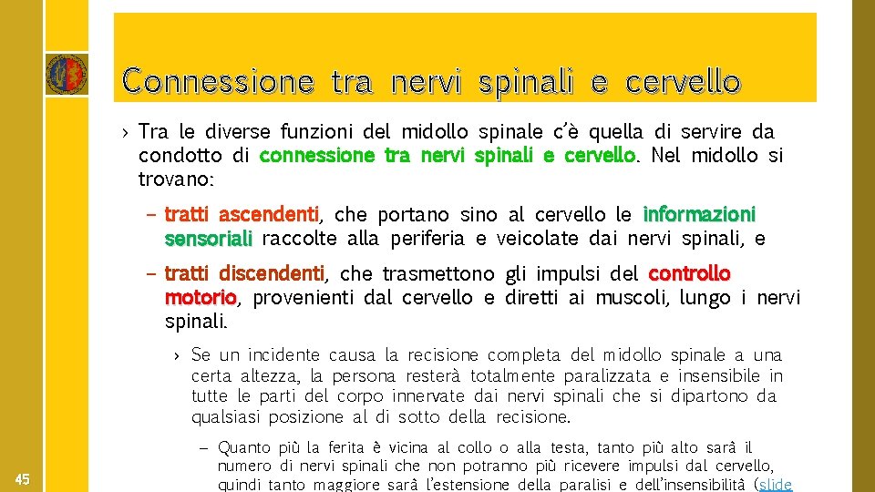 Connessione tra nervi spinali e cervello › Tra le diverse funzioni del midollo spinale