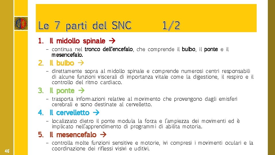 Le 7 parti del SNC 1/2 1. Il midollo spinale – continua nel tronco