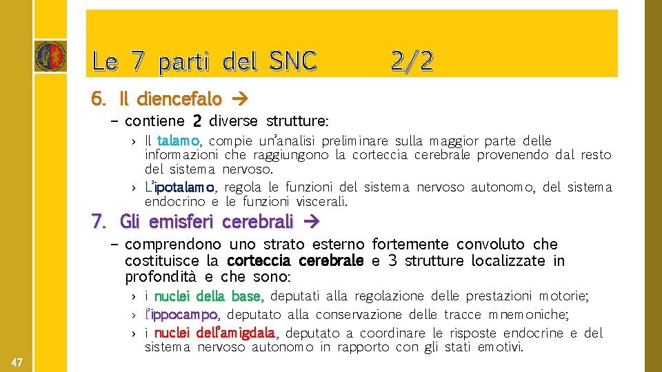Le 7 parti del SNC 2/2 6. Il diencefalo – contiene 2 diverse strutture: