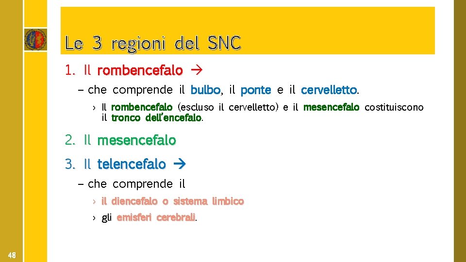 Le 3 regioni del SNC 1. Il rombencefalo – che comprende il bulbo, il