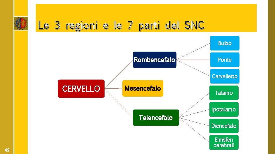 Le 3 regioni e le 7 parti del SNC Bulbo Rombencefalo Ponte Cervelletto CERVELLO