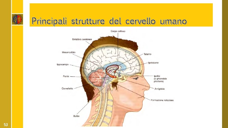 Principali strutture del cervello umano 53 