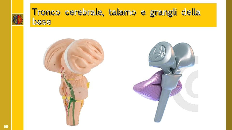 Tronco cerebrale, talamo e grangli della base 56 